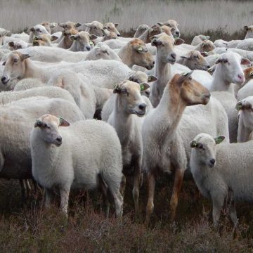 Afbeelding zonder ALT