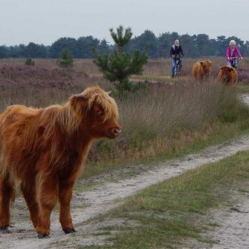 Afbeelding zonder ALT