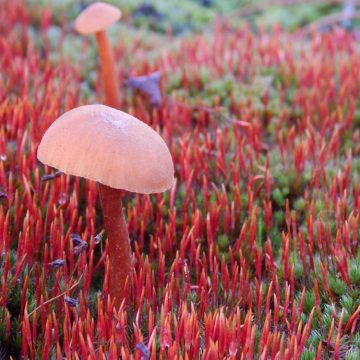 Afbeelding zonder ALT