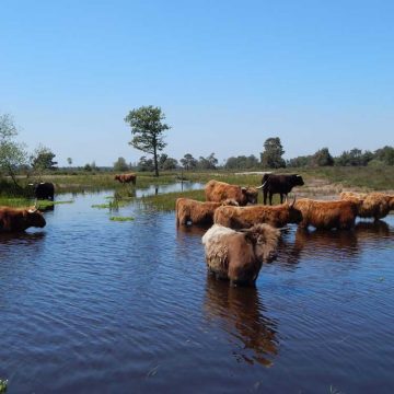 Afbeelding zonder ALT