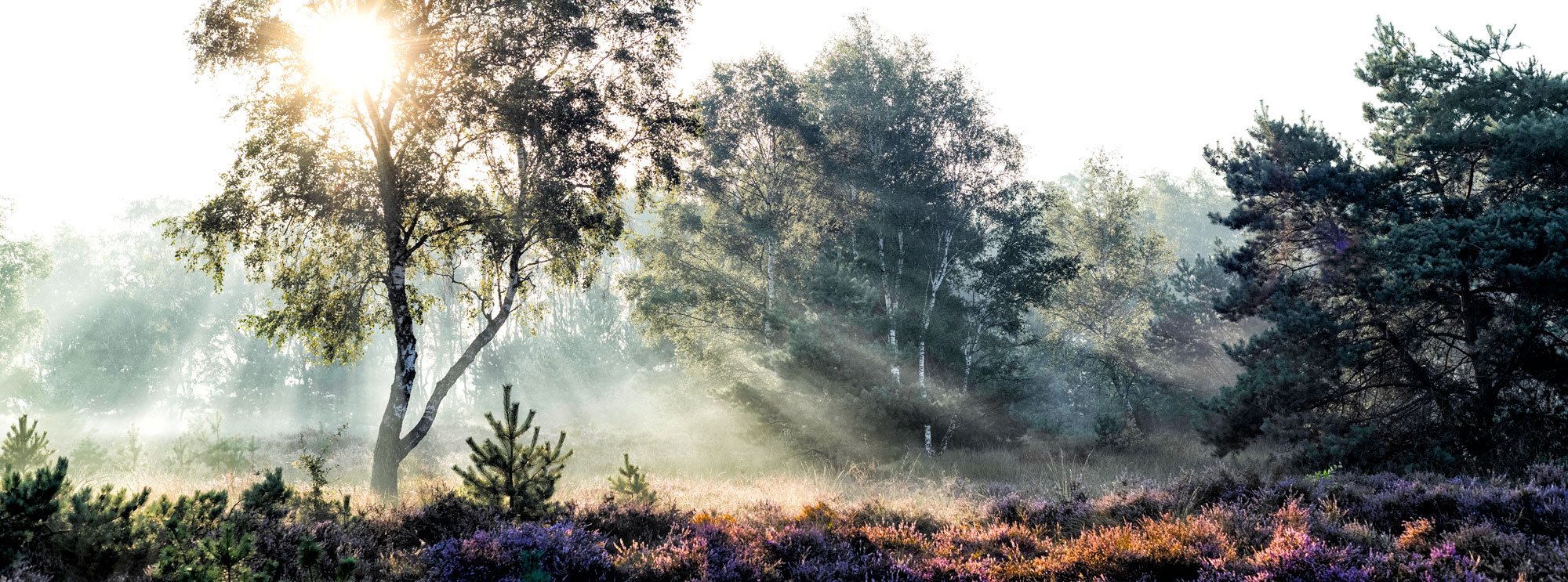 Afbeelding zonder ALT