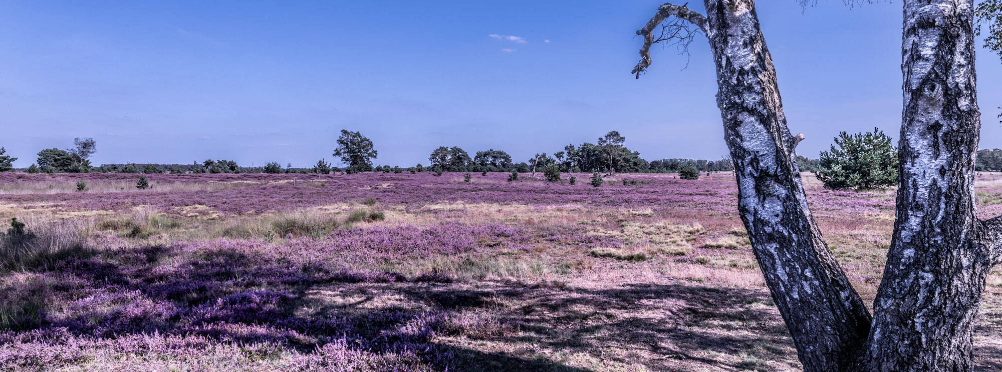 Afbeelding zonder ALT